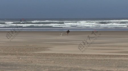 人与狗在海滩上运行2股票的录像视频免费下载