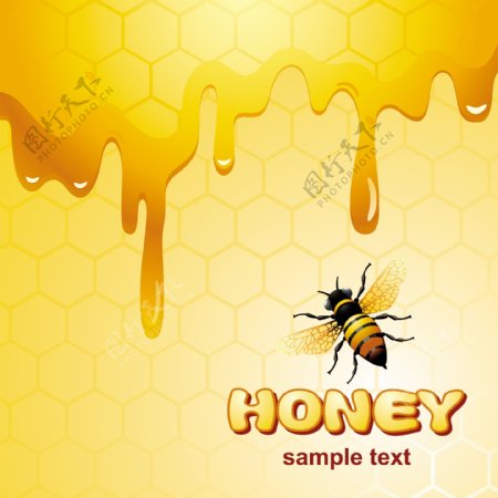 蜂蜜蜂巢蜜蜂图片