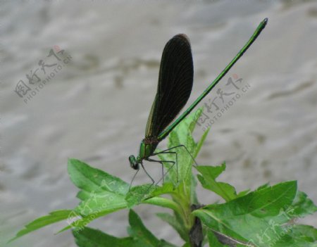 蜻蜓昆虫生物世界摄影图库摄影自然图片