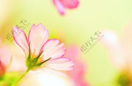 植物植物摄影花卉花朵免费素材