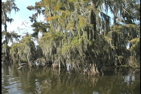柏树沼泽在路易斯安那证券的录像视频免费下载