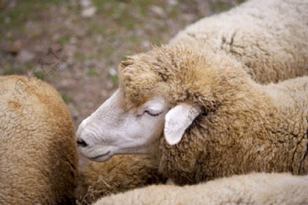 動物表情農場牛家畜羊