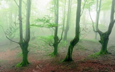 迷雾树林景观图片