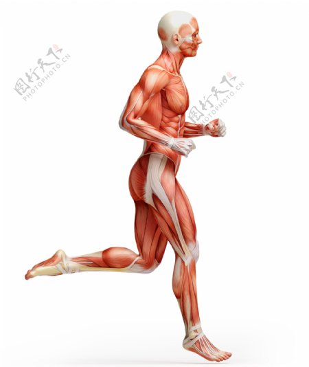 人体肌肉图片