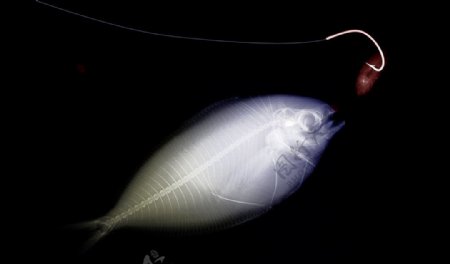 鱼吃诱饵的X光透视图片