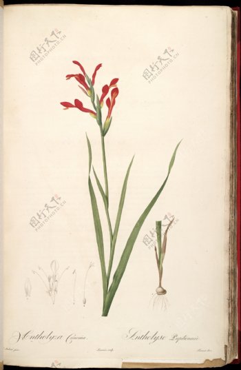 雷杜德手绘兰花植物图图片