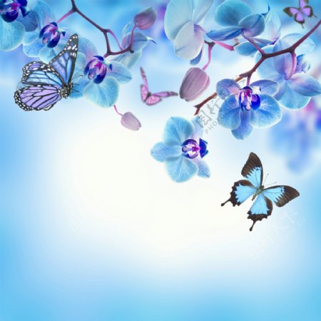 多彩蝴蝶兰图片