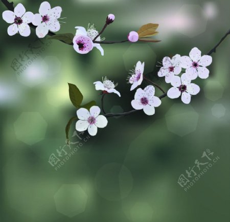春季鲜花图片