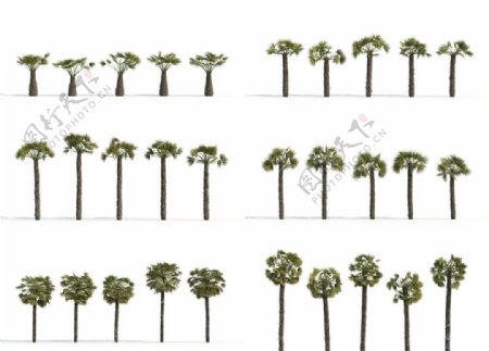 3D树模型图片