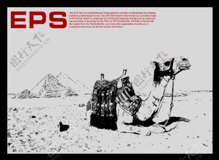 埃及骆驼矢量线条剪影图片