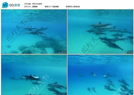 海豚游泳视频实拍素材