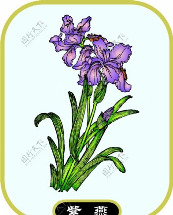 紫燕图片