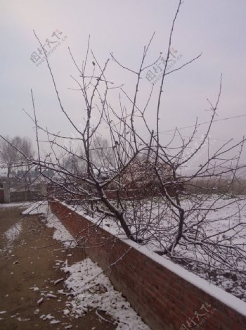 冬天院子里的果树图片