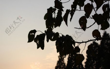 夕阳秋叶影图片