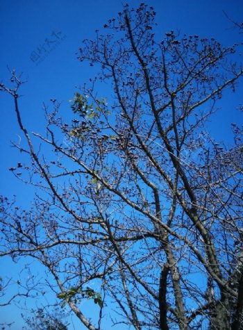 蓝天下的枯树图片