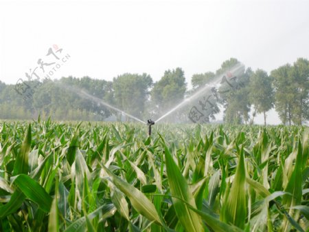 农田灌溉图片