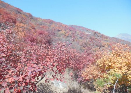 红叶山峰图片