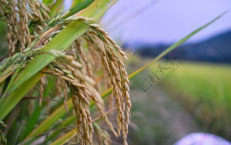 秋天稻田的麦穗图片