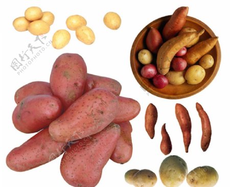 土豆素材图片