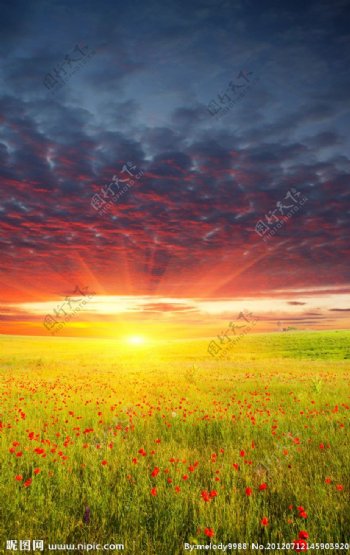 夕阳下的唯美草原野花图片