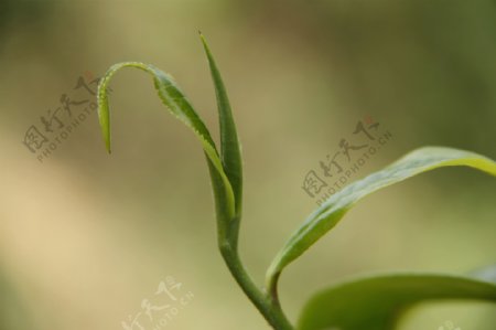 普洱茶树叶图片