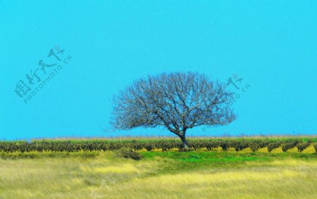 蓝天白云草原树木图片