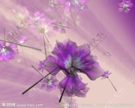 紫色背景花朵视频素材