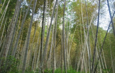竹林风光图图片
