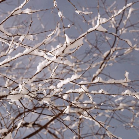 冬季枝头雪景图片