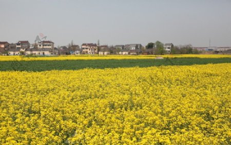油菜花开遍野黄图片