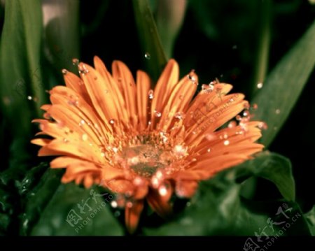 高速摄像水滴在花瓣上溅起水花效果