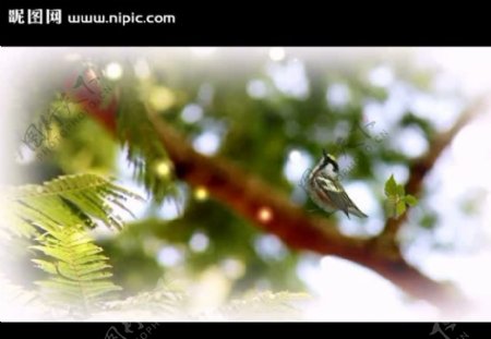 树枝小鸟视频素材