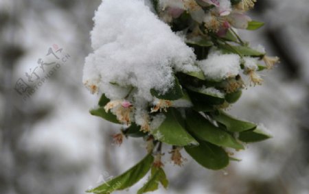 春天的雪图片