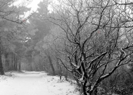 冬日山林图片