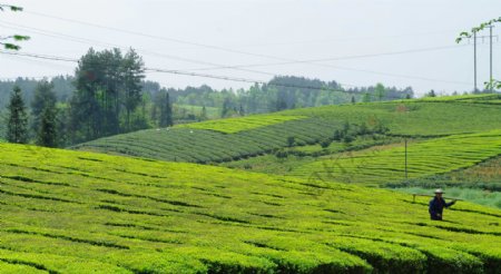 湄潭茶海图片