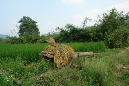 稻草和独轮车图片