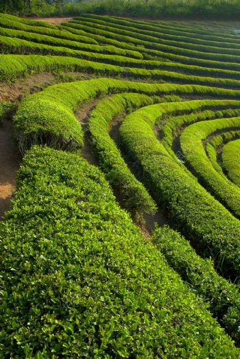 田园风光绿茶林山坡上的茶树图片