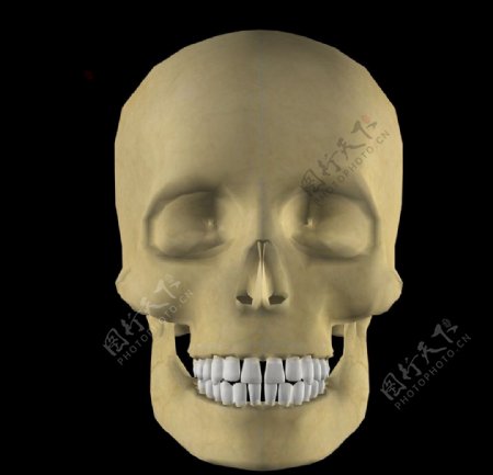 人体头骨骨骼图图片