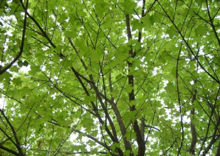 初春绿色树叶图片