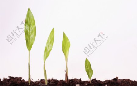 植物幼苗高清图片