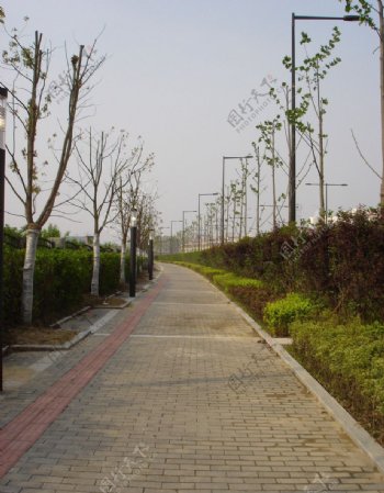 校园周边马路绿化图片