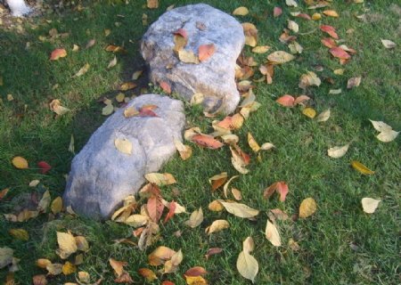 石头落叶图片
