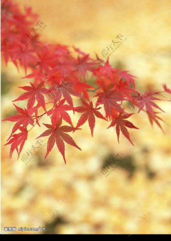 红枫叶子图片
