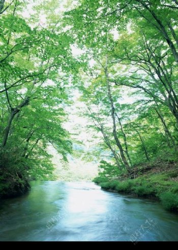树林中的小溪图片
