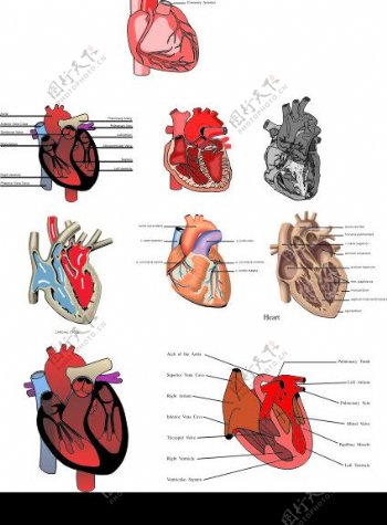矢量人体心脏解剖图图片