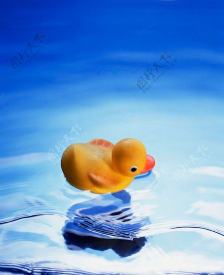 浴缸中的玩具鸭子图片