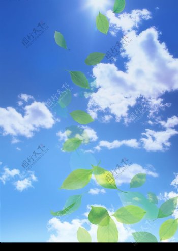 绿色水滴绿叶图片