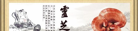 灵芝banner图片