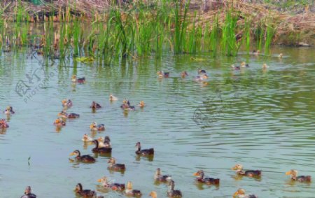 一群鸭子在池塘里图片