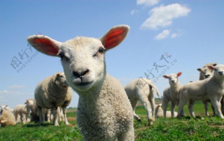 绵羊肥羊图片